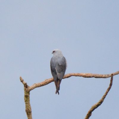 Mississippi Kite (2)